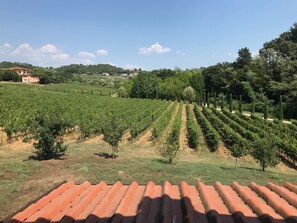 Vineyard, Agriculture, Plantation, Crop, Field, Plant, Farm, Rural Area, Tree