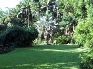 Rare Silver Palm tree