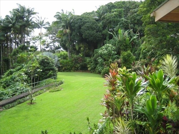 Our lush tropical back yard