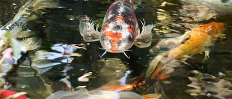 Koi fish saying Hi!