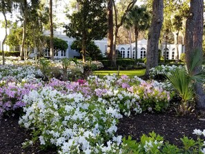 Beautiful azaleas adorn the property in the spring