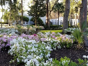 Beautiful azaleas adorn the property in the spring