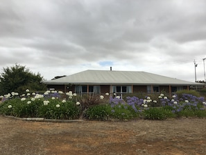 Agapanthus add a pop of colour to the dry summer landscape.