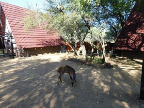 Bushbuck came to visit us