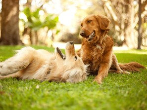 Hunde willkommen (10€/Hund und Aufenthalt)