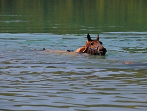 Water, Recreatie, Paard, Wild, Rivier, Fawn, Meer