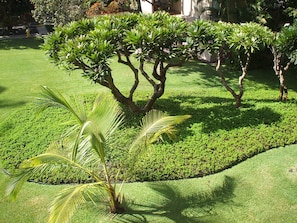 Garden View from lanai of Condo.  You also have a view of the ocean and mts.