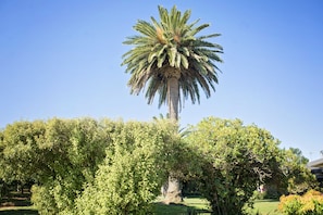 Palm Tree front lawn