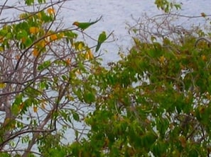 Parrots in the Morning sun