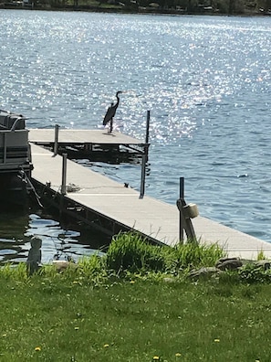 dock with one of the regular visitors