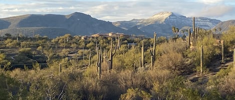 Backyard views