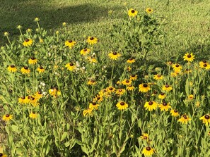 June and July bring fields of wild flowers and Native Black Eyed Susan’s!