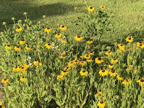 June and July bring fields of wild flowers and Native Black Eyed Susan’s!