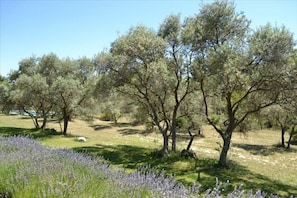 The olive lined avenues