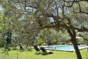 The swimming pool set amongst the olive trees