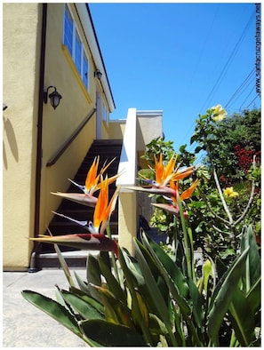 Steps to the front door