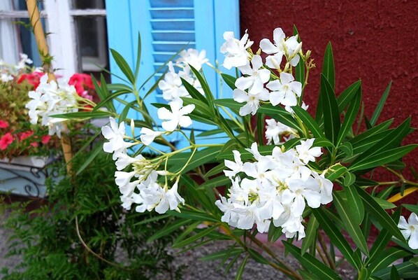 Haus mit Fensterläden