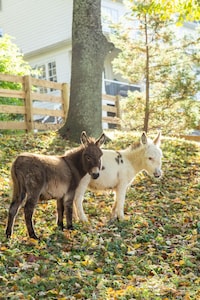 Spotless Cottage in Gorgeous Setting, pet friendly , miniature donkeys, wildlife