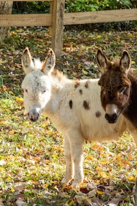 Spotless Cottage in Gorgeous Setting, pet friendly , miniature donkeys, wildlife