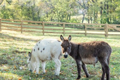 Spotless Cottage in Gorgeous Setting, pet friendly , miniature donkeys, wildlife