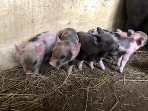 Meet our farm animals!