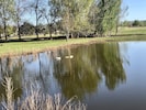 A family of geese on our pond.  