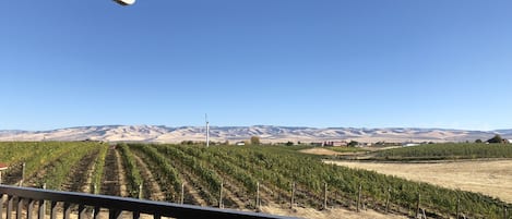 View from a Neighboring Local Winery!