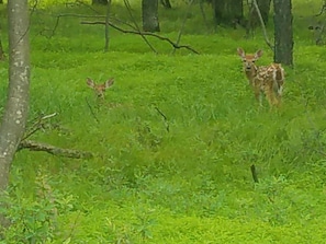 Awww-- baby deer made a home next to driveaway