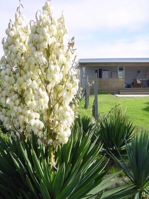 Autumn flowering Yucca Filamentosa