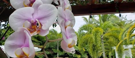 Orchids are in bloom everywhere most of the year