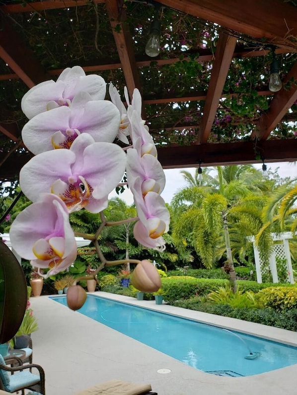 Orchids are in bloom everywhere most of the year