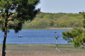 Nesting osprey. View from deck June 2019