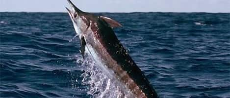 Come visit Priate's Cove where the Big Blue Marlin and Bluefin Tuna call home..