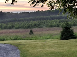 This is the view as you enter the farm.