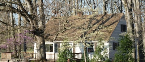 Oak Tree Cottage in the spring. 