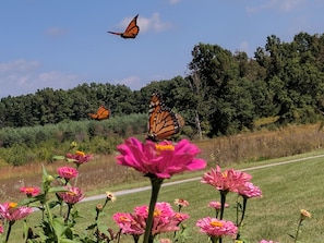Monarch butterflies travel through in early September.