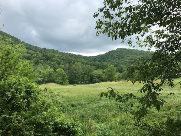 The view coming up our drive in summer