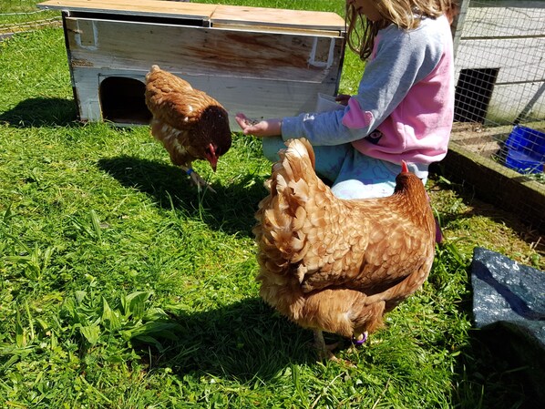 Feed the friendly chickens!