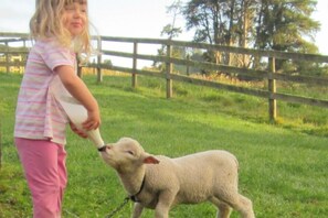 Feeding Baabaa!