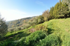 Scenic View