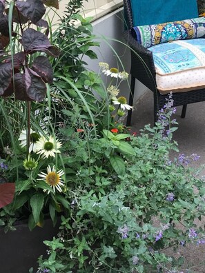 Enjoy the lovely sunny garden