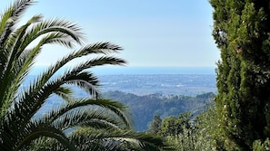 Sky, Natural Landscape, Terrestrial Plant, Vegetation, Arecales, Tree, Landscape, Plant, Palm Tree, Forest