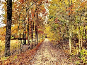 Private Road to cabin.