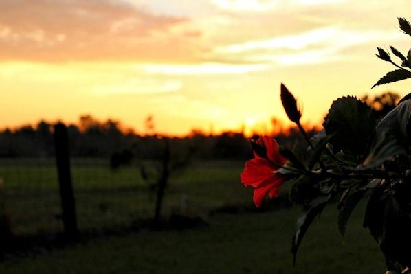 Beautiful firey sunsets