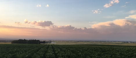 view to north, potato fields in blossom