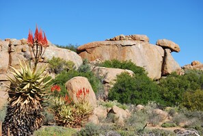 Aloes in Bloom