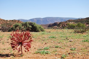 Wide open fields