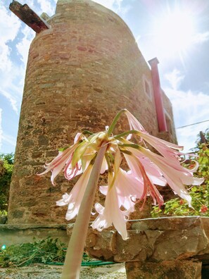 Windmill garden view