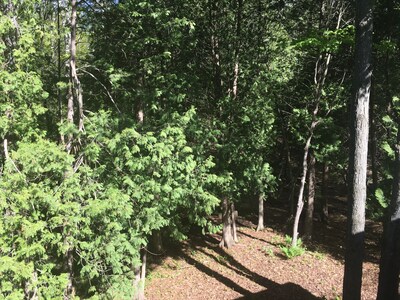 Beautiful Ground Level 2 bedroom condo nestled in the woods on the Shanty Creek