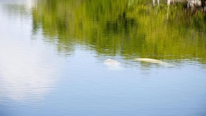 Manatees in your backyard!!